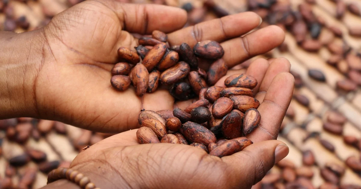 Calculating Cocoa Powder Dosage in Industrial Recipes