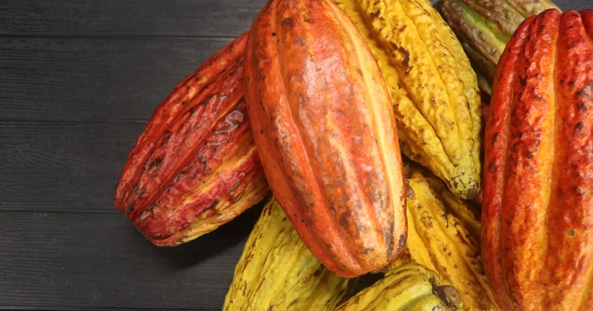 Cocoa Liquor Specifications: A Procurement Guide to Cocoa Mass