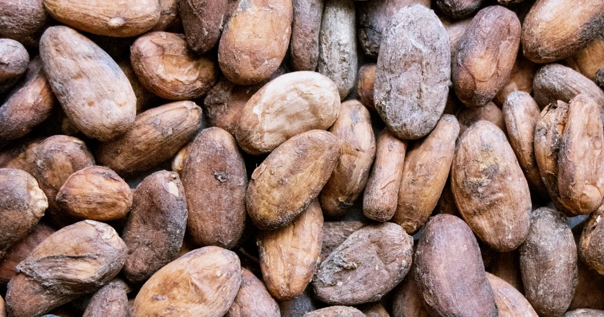Cocoa Powder Fat Content: Comparing 10-12% and 20-22% Grades