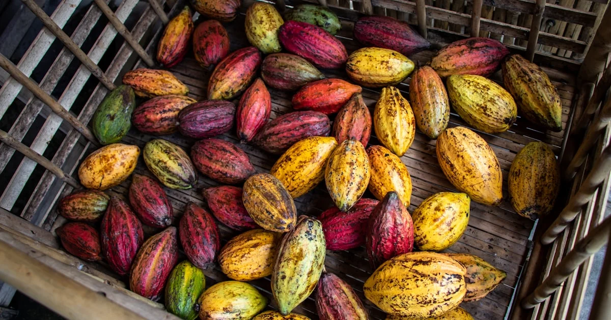 Moisture Content and Shelf Life of Bulk Cocoa Powder