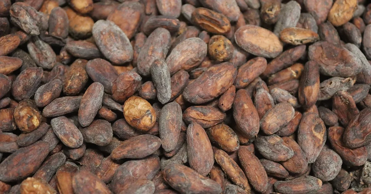 Cocoa Powder Packaging Formats: Kraft Bags, Big Bags, and Totes