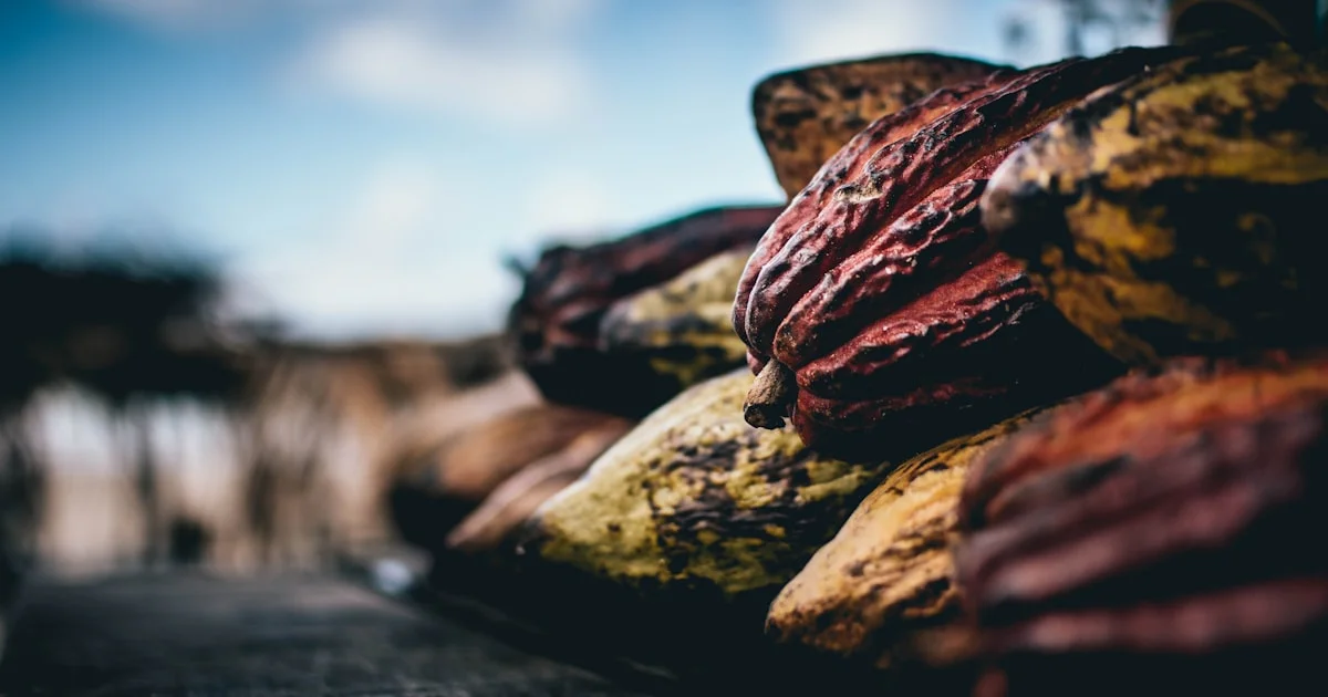 Traceability in the Cocoa Supply Chain: Farm to Finished Powder