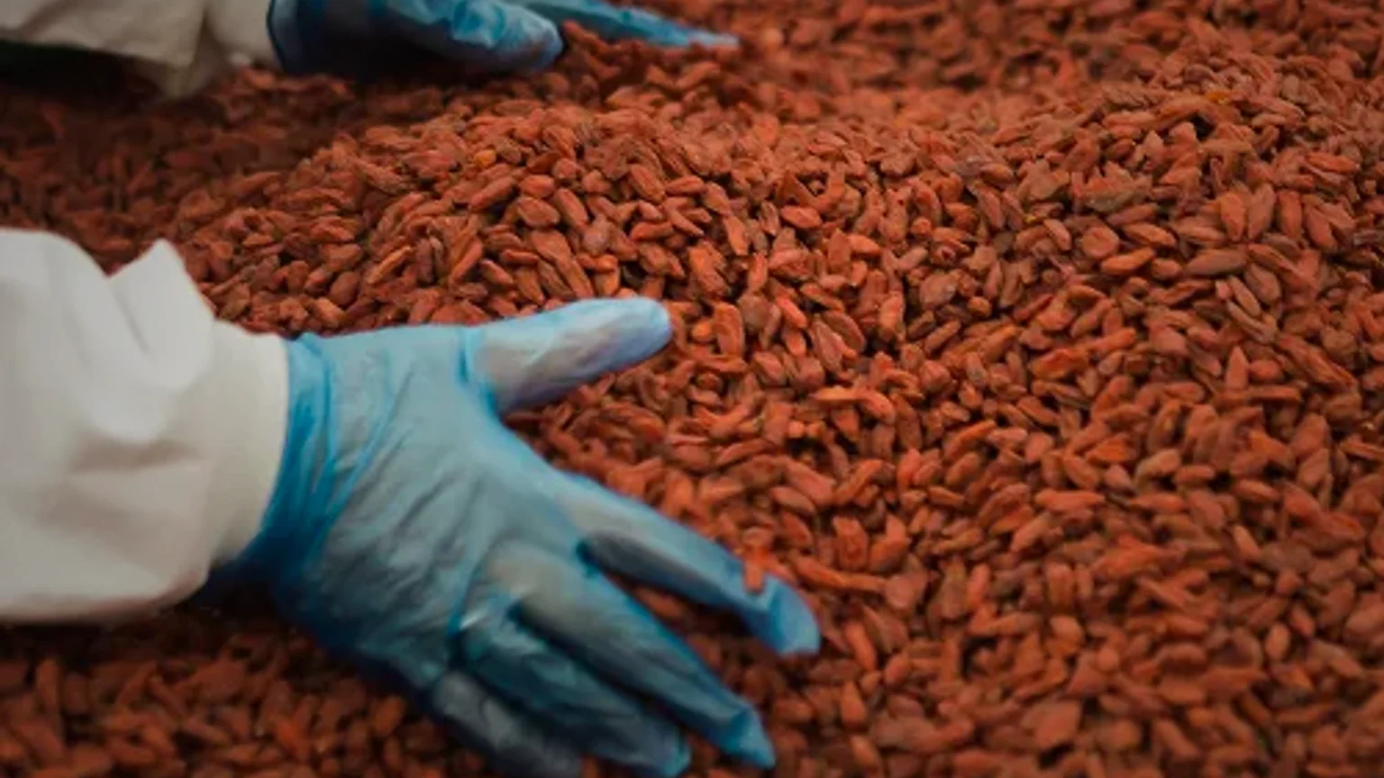 How to Choose High-Quality Cocoa Powder for Your Business