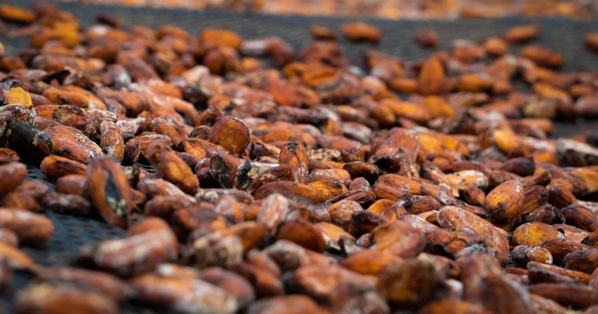 Particle Size and Fineness: Why Mesh Specs Matter in Cocoa
