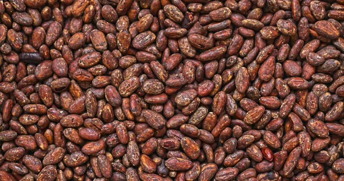 Quality Control Checkpoints in Cocoa Powder Production