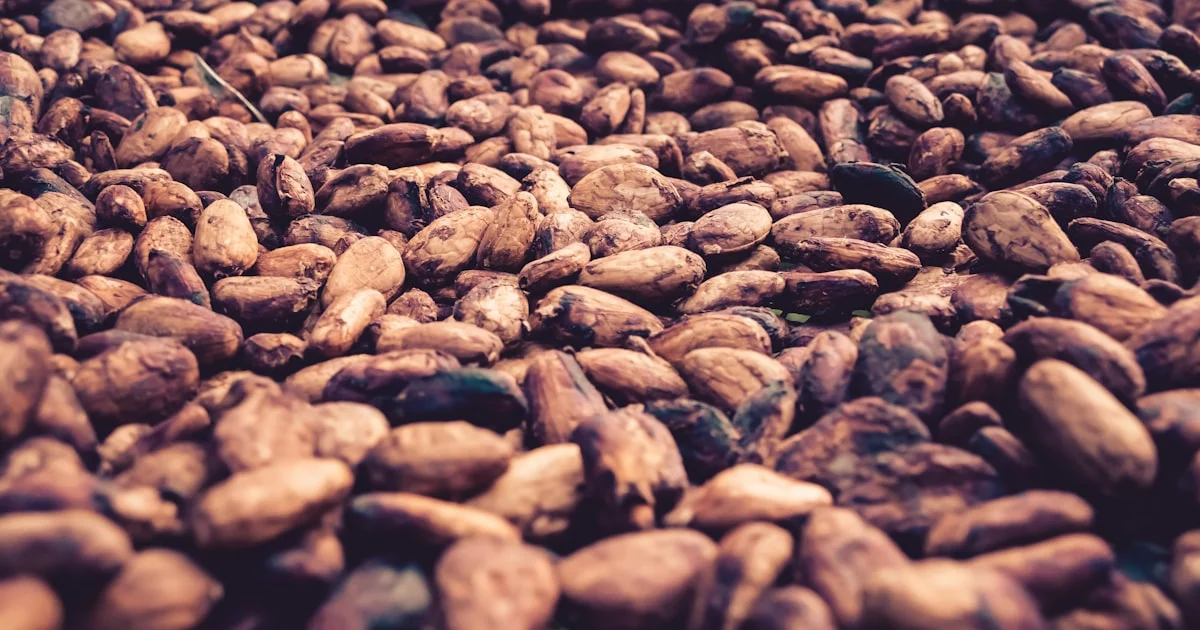 Sustainable Cocoa Sourcing: Going Beyond Certification