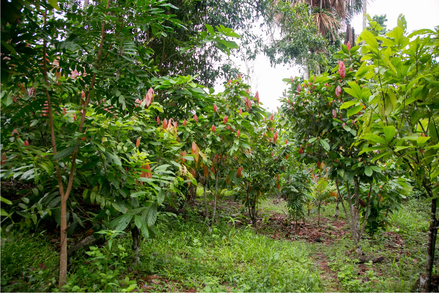 Cocoa tree with pods in Indonesia