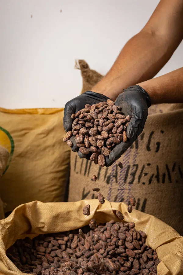 Roasted cocoa beans ready for processing